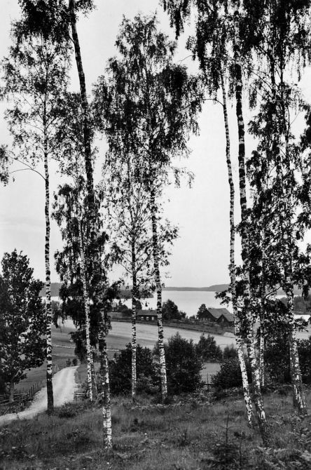 Björkdunge i Fröskog